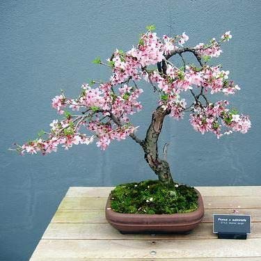 Bonsai Weeping Cherry Tree Seeds for Planting | 10+ Seeds | Highly Prized for Bonsai, Weeping Cherry Tree - 10+Seeds