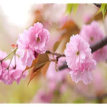 Bonsai Weeping Cherry Tree Seeds for Planting | 10+ Seeds | Highly Prized for Bonsai, Weeping Cherry Tree - 10+Seeds