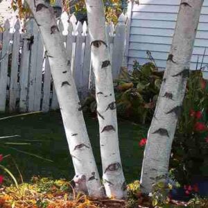 white paper birch tree seeds for planting | 100+ seeds | highly prized for bonsai, paper birch tree - 100+seeds