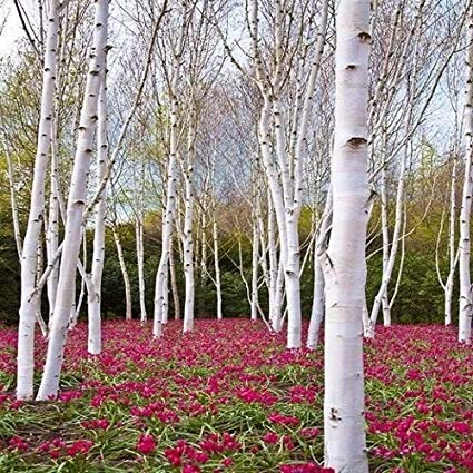 White Paper Birch Tree Seeds for Planting | 100+ Seeds | Highly Prized for Bonsai, Paper Birch Tree - 100+Seeds