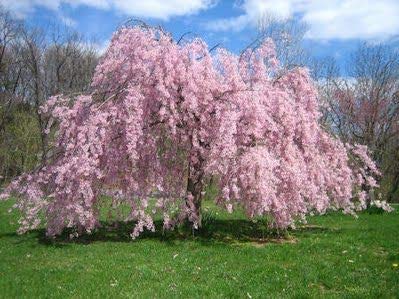 Weeping Cherry Tree Seeds for Planting | 10+ Seeds | Highly Prized for Bonsai, Weeping Cherry Tree - 10+Seeds - Outdoor Flowering Tree