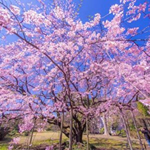 Weeping Cherry Tree Seeds for Planting | 10+ Seeds | Highly Prized for Bonsai, Weeping Cherry Tree - 10+Seeds - Outdoor Flowering Tree