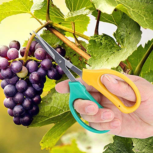 Plant Trimming Scissors, Stainless Steel Fruits Grape Pruning Shears Gardening Scissor for Bonsai Fruit Pruning