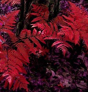 dichondra fresh 100pcs fern plant seeds for planting red 3
