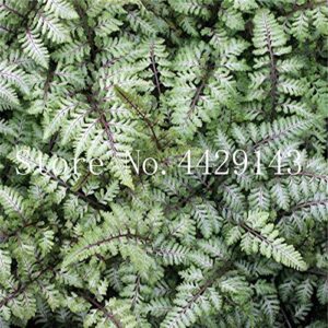 Dichondra Fresh 100pcs Fern Plant Seeds for Planting Red 3