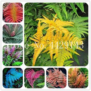 Dichondra Fresh 100pcs Fern Plant Seeds for Planting Red 3