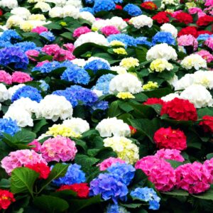 50 Pcs Mixed Blue Hydrangea Seeds Giant Snowball Hydrangea Fast Growing Flower