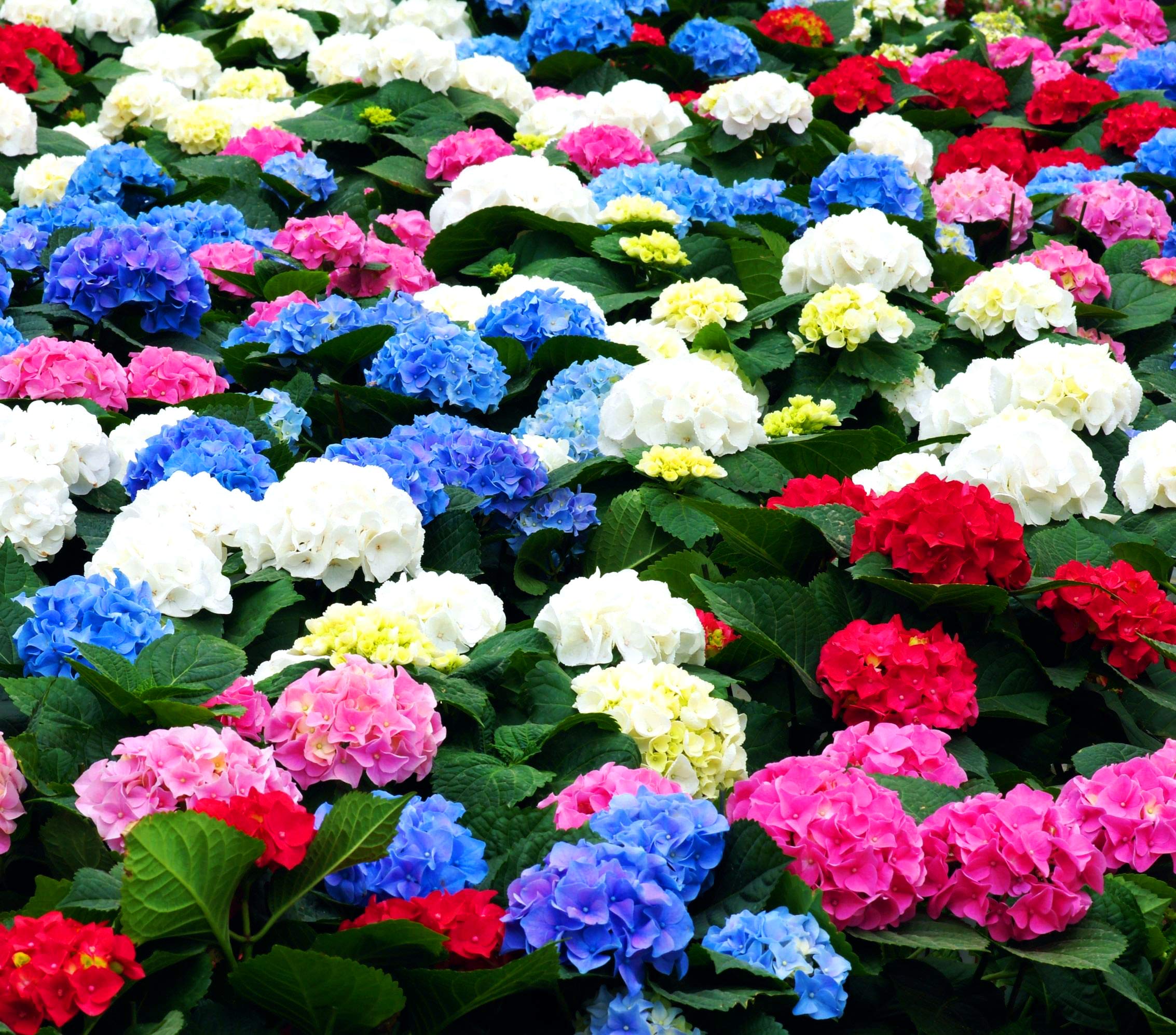 50 Pcs Mixed Blue Hydrangea Seeds Giant Snowball Hydrangea Fast Growing Flower