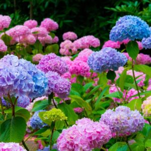 50 Pcs Mixed Blue Hydrangea Seeds Giant Snowball Hydrangea Fast Growing Flower