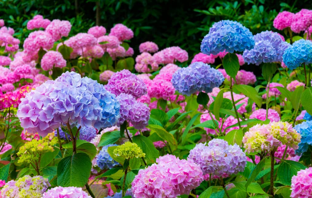 50 Pcs Mixed Blue Hydrangea Seeds Giant Snowball Hydrangea Fast Growing Flower