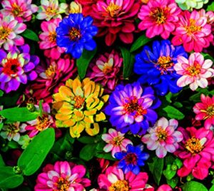 5g mixed zinnia flower seed easy to grow plant