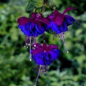 Dichondra Fresh 100 pcs Fuchsia Flower Seeds for Planting Blue