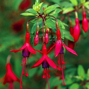 Dichondra Fresh 100 pcs Fuchsia Flower Seeds for Planting Blue