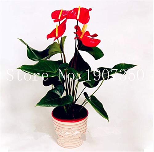 Dichondra Fresh 100 pcs Anthurium Perennial Flower Seeds for Planting Mixed 2