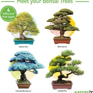 Natureit Bonsai Tree Starter Kit - Grow 4 Bonsai Trees from Seeds. All-in-One Indoor/Outdoor DIY Craft Kits for Adults Men & Women. Christmas Ideas for Plant Lovers or Mom & Dad who has Everything