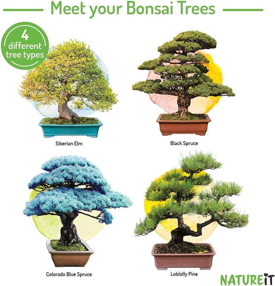 Natureit Bonsai Tree Starter Kit - Grow 4 Bonsai Trees from Seeds. All-in-One Indoor/Outdoor DIY Craft Kits for Adults Men & Women. Christmas Ideas for Plant Lovers or Mom & Dad who has Everything