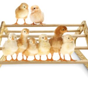 Backyard Barnyard Chick Perch Strong Wooden Jungle Gym Roosting Bar Made in USA!!! Chicken Toys for Coop and Brooder for Baby Chicks El Pollitos La Pollita Pollos Gallinas Polluelos