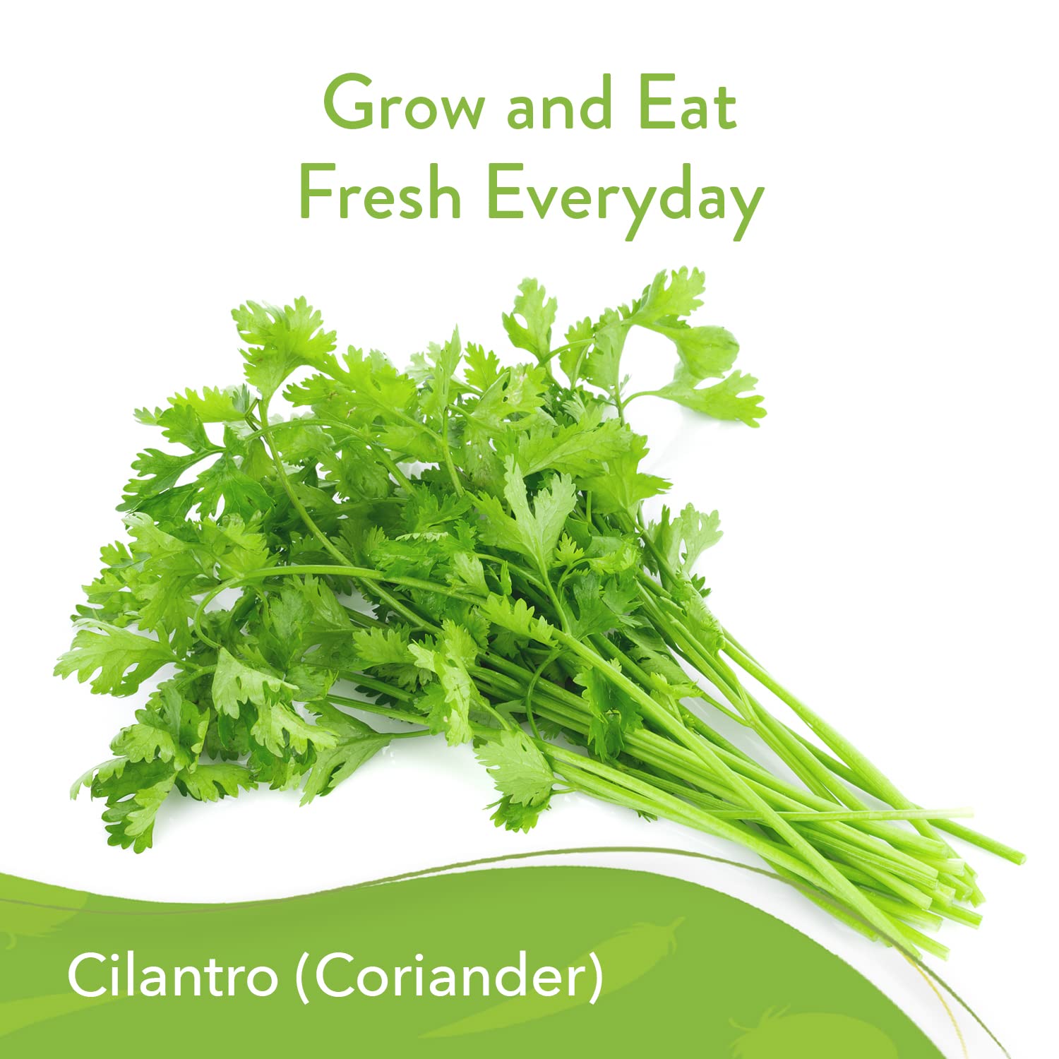 HOME GROWN 500+ Cilantro Seeds for Planting Indoors or Outdoors - Heirloom, Non-GMO Coriander Seeds, Grow Your Own Cilantro Plant - Culinary Herb Seeds for Your Herb Garden