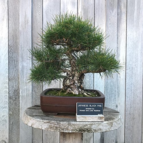 Bonsai Tree Grow Kit | Japanese Black Pine | White Design | The Jonsteen Company