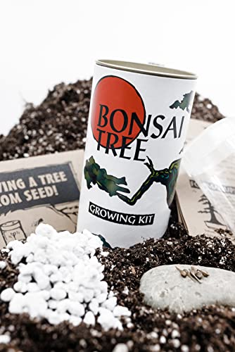 Bonsai Tree Grow Kit | Japanese Black Pine | White Design | The Jonsteen Company