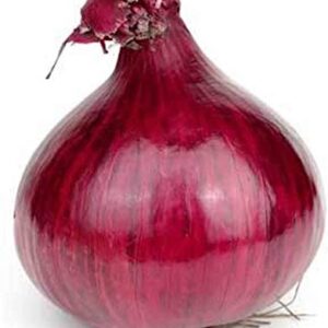 Red Grano Onion Seeds for Planting, 300+ Heirloom Seeds Per Packet, (Short Day) Non GMO Seeds, (Isla's Garden Seeds), Botanical Name: Allium cepa