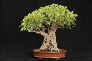 sacred fig bonsai tree seeds - 25+ seeds - ficus religiosa, sacred ficus tree seeds ships from iowa, made in usa