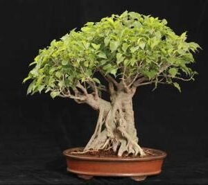 Sacred Fig Bonsai Tree Seeds - 25+ Seeds - Ficus Religiosa, Sacred Ficus Tree Seeds Ships from Iowa, Made in USA