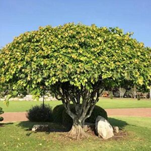 Sacred Fig Bonsai Tree Seeds - 25+ Seeds - Ficus Religiosa, Sacred Ficus Tree Seeds Ships from Iowa, Made in USA
