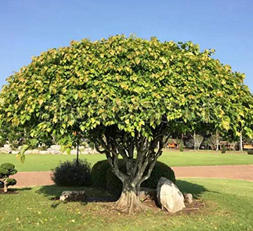 Sacred Fig Bonsai Tree Seeds - 25+ Seeds - Ficus Religiosa, Sacred Ficus Tree Seeds Ships from Iowa, Made in USA