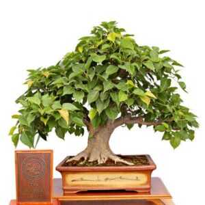 Sacred Fig Bonsai Tree Seeds - 25+ Seeds - Ficus Religiosa, Sacred Ficus Tree Seeds Ships from Iowa, Made in USA