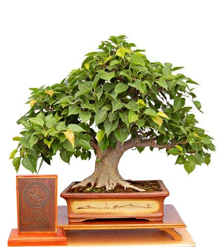 Sacred Fig Bonsai Tree Seeds - 25+ Seeds - Ficus Religiosa, Sacred Ficus Tree Seeds Ships from Iowa, Made in USA