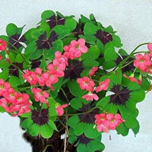 Iron Cross Shamrock Bulbs - 20 Bulbs to Plant - Good Luck Plant - Fast Growing Year Round Color Indoors or Outdoors - Oxalis Shamrock Bulbs