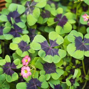 Iron Cross Shamrock Bulbs - 20 Bulbs to Plant - Good Luck Plant - Fast Growing Year Round Color Indoors or Outdoors - Oxalis Shamrock Bulbs