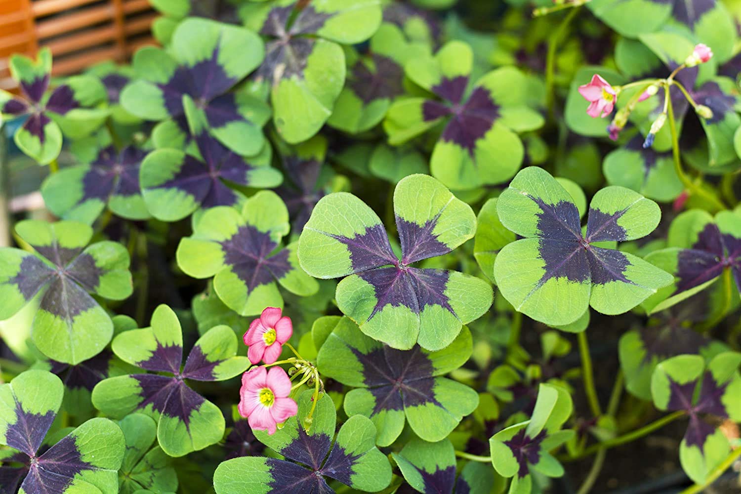 Iron Cross Shamrock Bulbs - 20 Bulbs to Plant - Good Luck Plant - Fast Growing Year Round Color Indoors or Outdoors - Oxalis Shamrock Bulbs