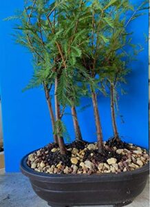 indoorbonsaiandexotics 5 tree bald cypress bonsai tree
