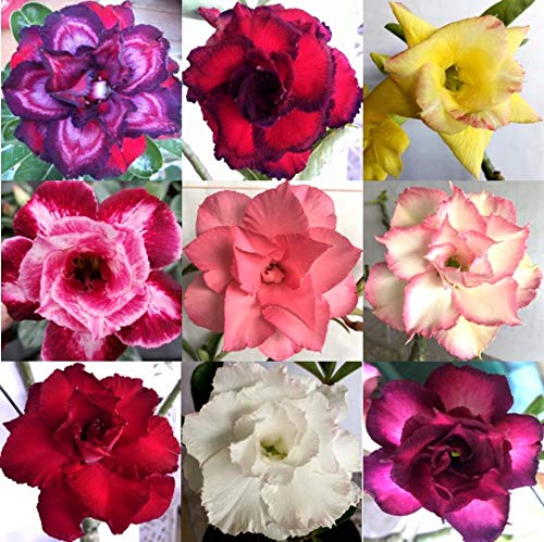 Desert Rose ADENIUM OBESUM Double Petal Flower - 100 Seeds - Beautiful and Rare!