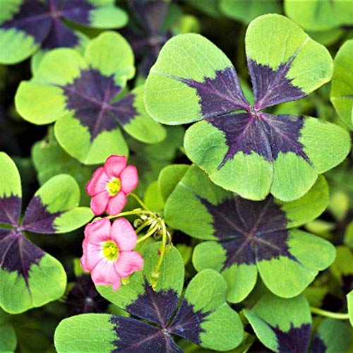 Iron Cross Shamrock Bulbs - 5 Bulbs to Plant - Good Luck Plant - Fast Growing Year Round Color Indoors or Outdoors - Oxalis Shamrock Bulbs