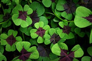 iron cross shamrock bulbs - 5 bulbs to plant - good luck plant - fast growing year round color indoors or outdoors - oxalis shamrock bulbs
