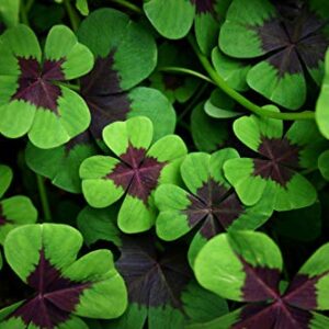 Iron Cross Shamrock Bulbs - 5 Bulbs to Plant - Good Luck Plant - Fast Growing Year Round Color Indoors or Outdoors - Oxalis Shamrock Bulbs