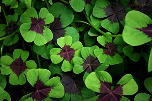 Iron Cross Shamrock Bulbs - 5 Bulbs to Plant - Good Luck Plant - Fast Growing Year Round Color Indoors or Outdoors - Oxalis Shamrock Bulbs