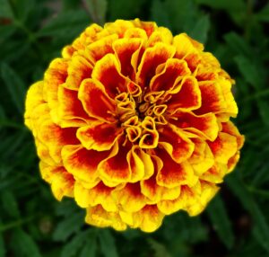 french marigold flower seeds, 25 count "cool beans n sprouts" brand. home gardening.