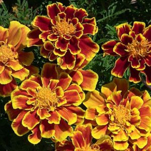 French Marigold Flower Seeds, 25 Count "COOL BEANS N SPROUTS" Brand. Home Gardening.