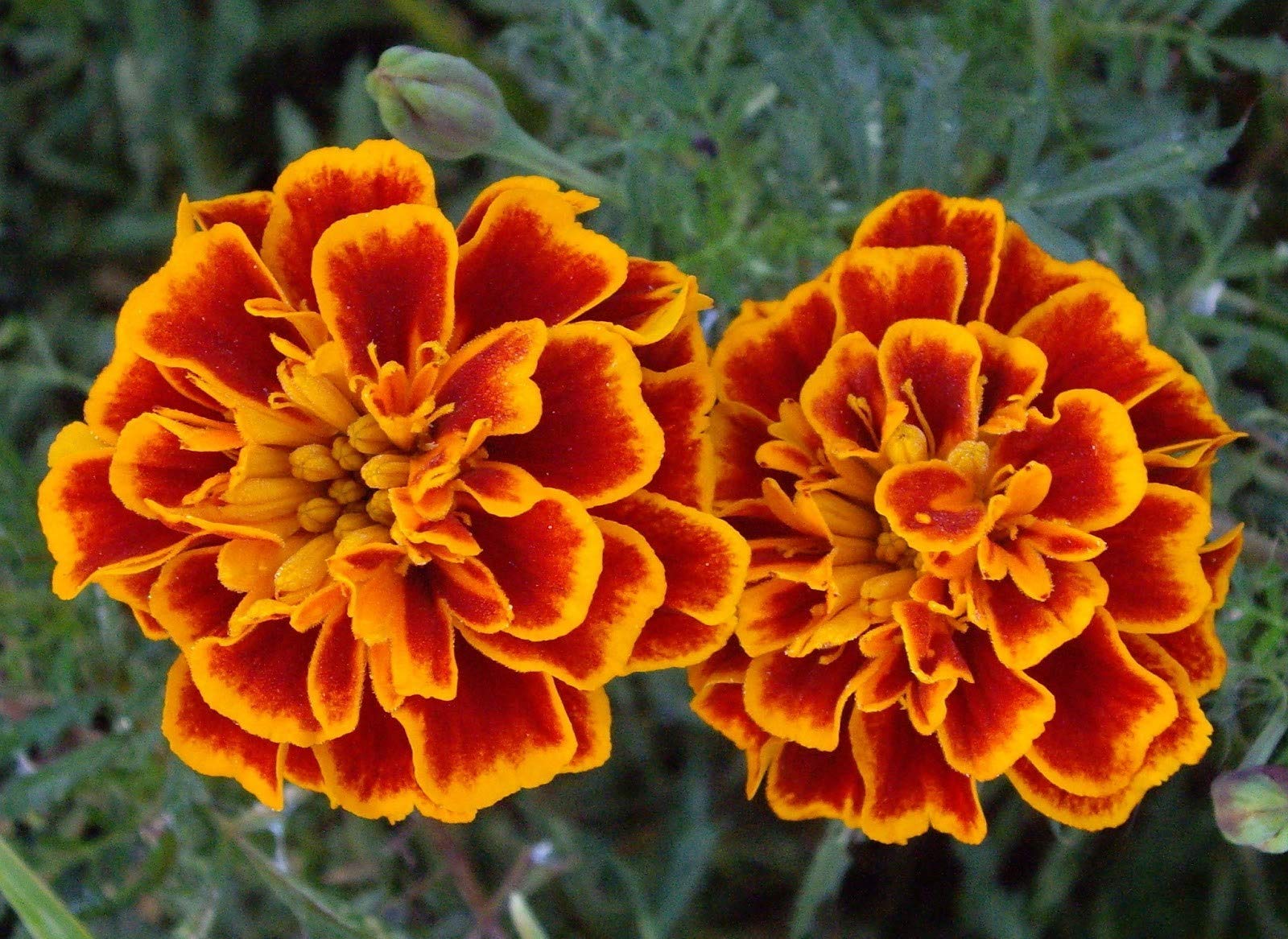 French Marigold Flower Seeds, 25 Count "COOL BEANS N SPROUTS" Brand. Home Gardening.