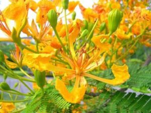 succulent seeds - delonix regia yellow flamboyan royal poinciana rare bonsai tree seed 20 seeds