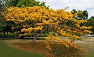 succulent seeds - yellow flamboyan royal poinciana delonix regia bonsai tree exotic seed 50 seeds