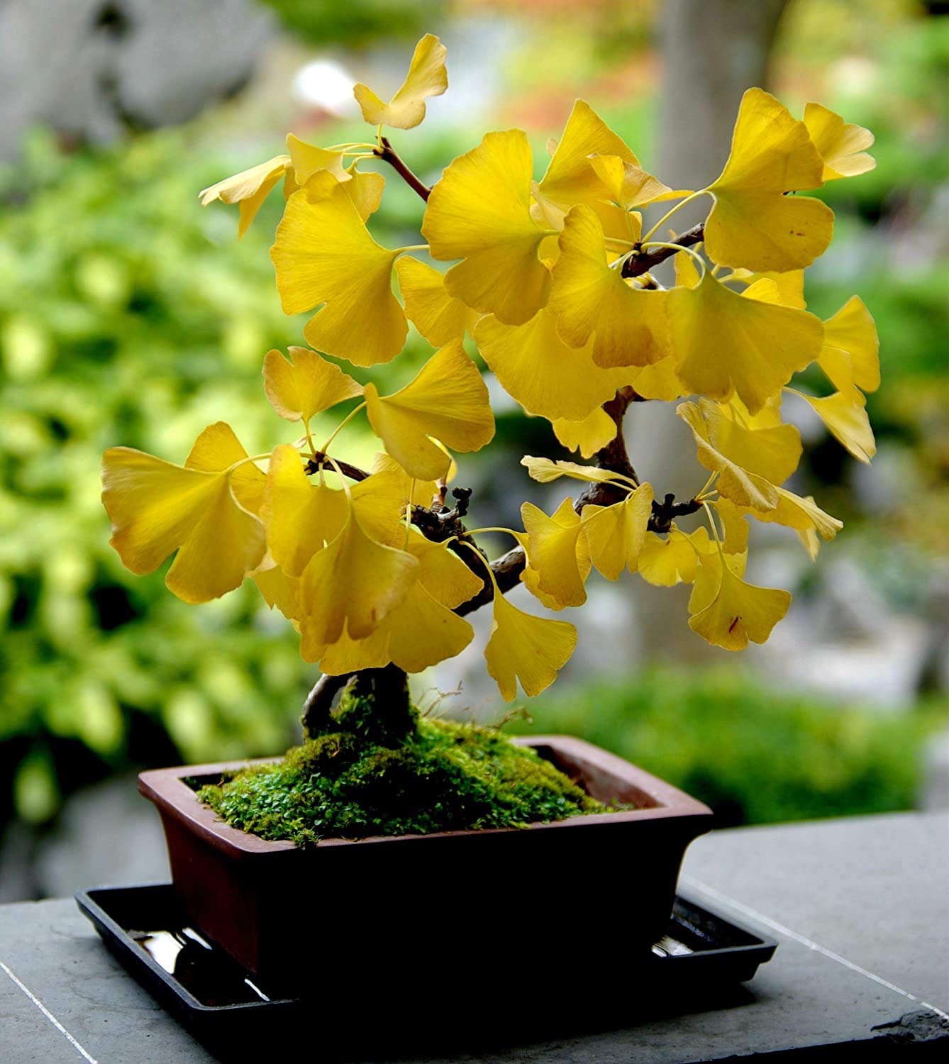 Heirloom 5 Ginkgo Biloba Gingko Maidenhair Tree Seeds Nuts Bonsai Tree Grown from Seed