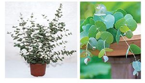 25+ silver drop eucalyptus seeds - made in usa. ships from iowa. great as bonsai or clip branches for floral arrangements