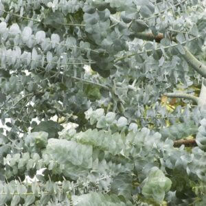 25+ Silver Drop Eucalyptus Seeds - Made in USA. Ships from Iowa. Great as Bonsai or Clip Branches for Floral Arrangements