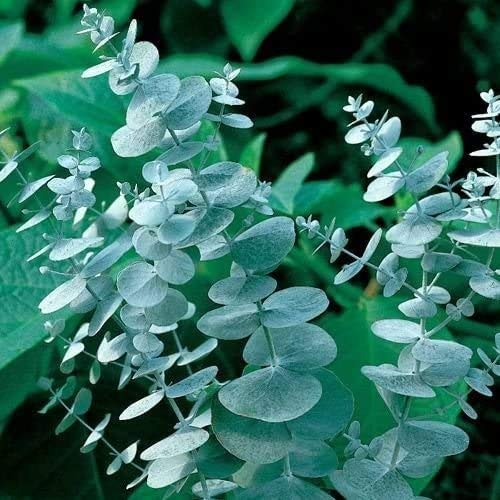 25+ Silver Drop Eucalyptus Seeds - Made in USA. Ships from Iowa. Great as Bonsai or Clip Branches for Floral Arrangements