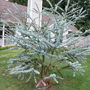 25+ Silver Drop Eucalyptus Seeds - Made in USA. Ships from Iowa. Great as Bonsai or Clip Branches for Floral Arrangements